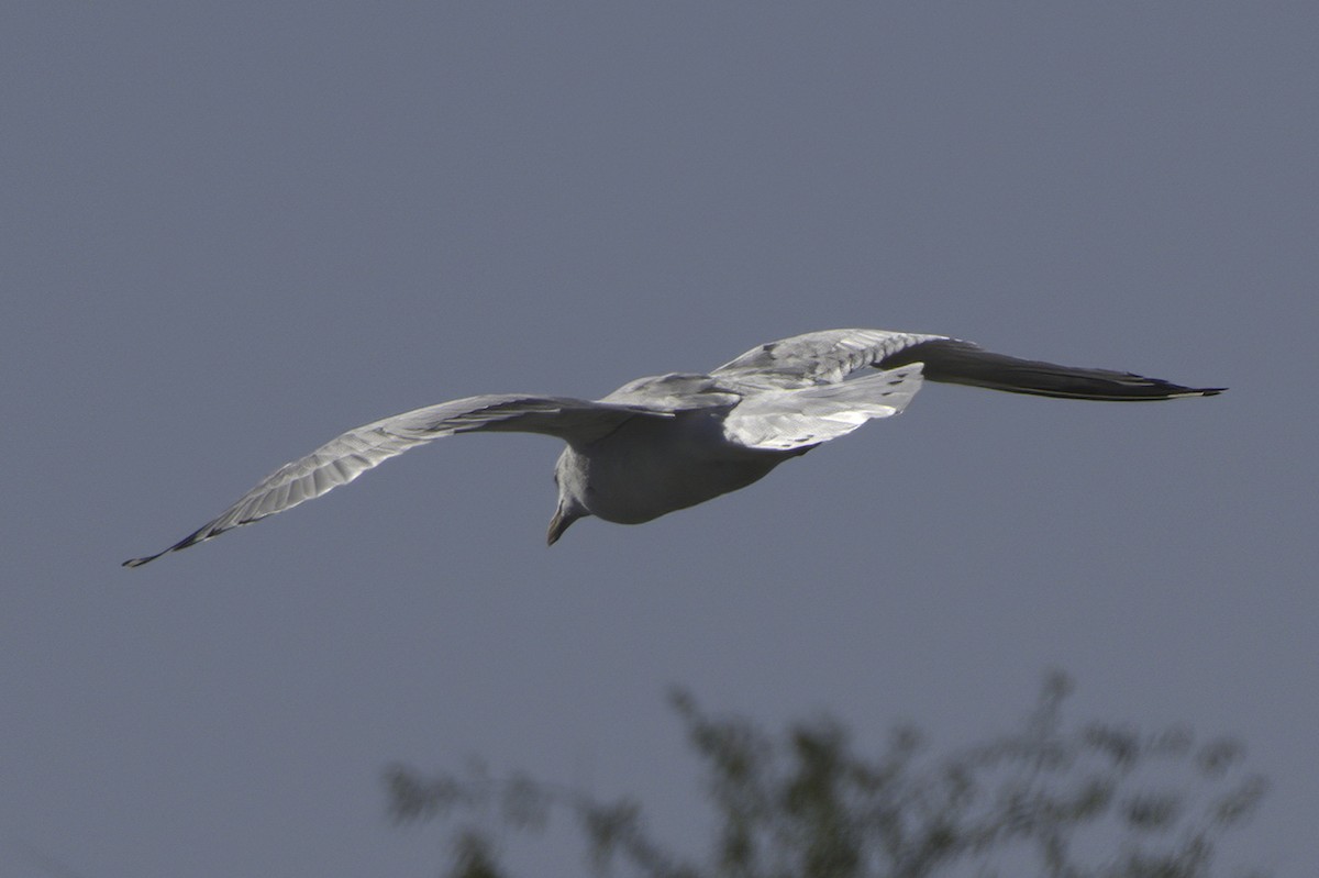 Gaviota/Gavión sp. - ML644249585