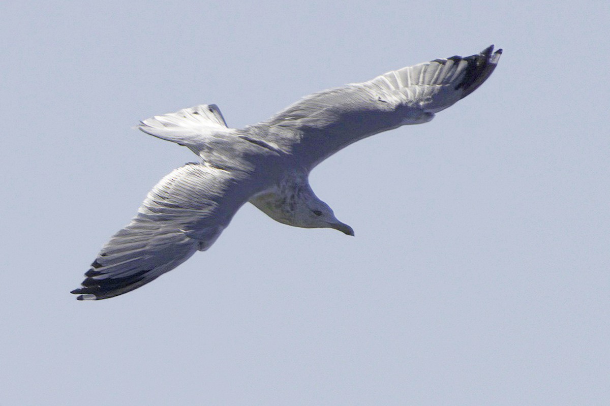 Gaviota/Gavión sp. - ML644249586