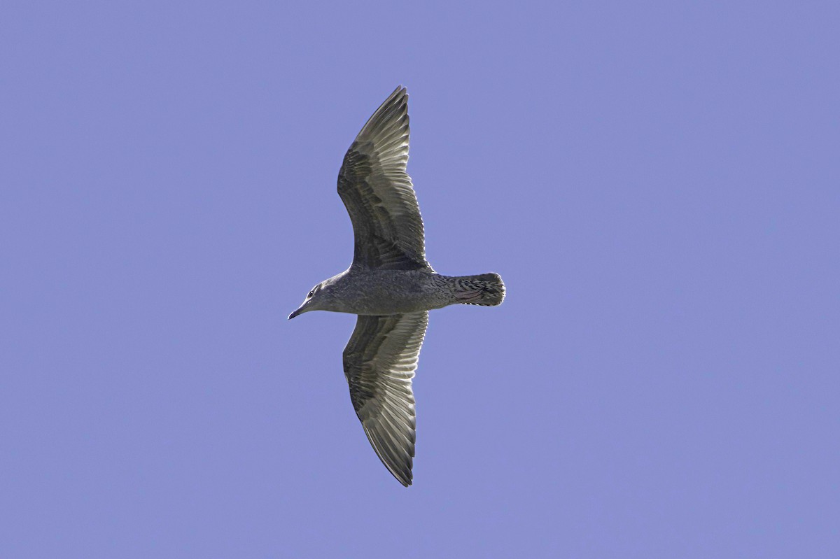 Gaviota/Gavión sp. - ML644249589