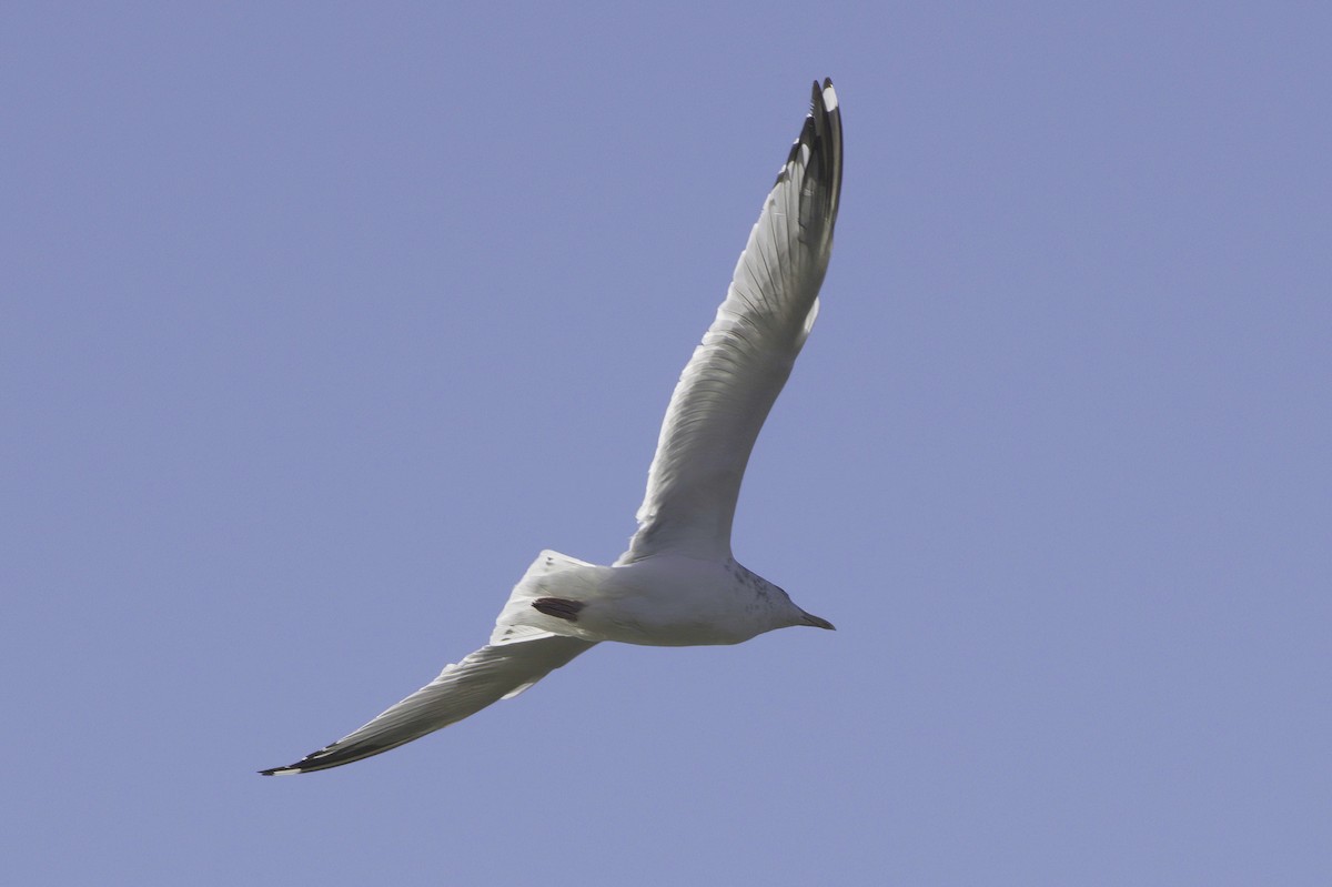 Gaviota/Gavión sp. - ML644249591