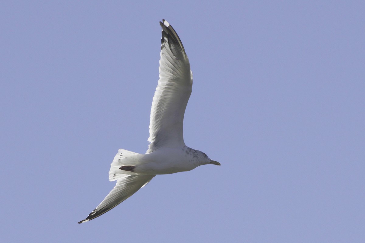Gaviota/Gavión sp. - ML644249593