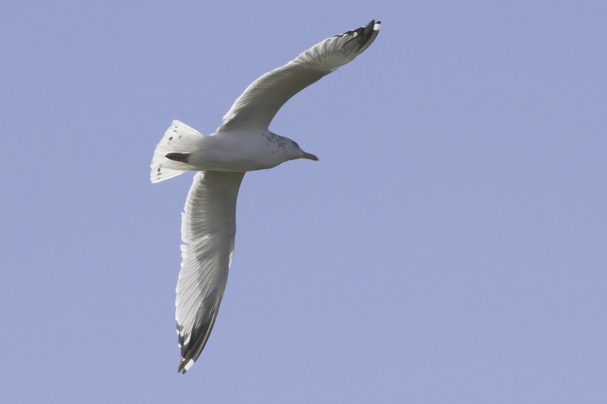 Gaviota/Gavión sp. - ML644249594