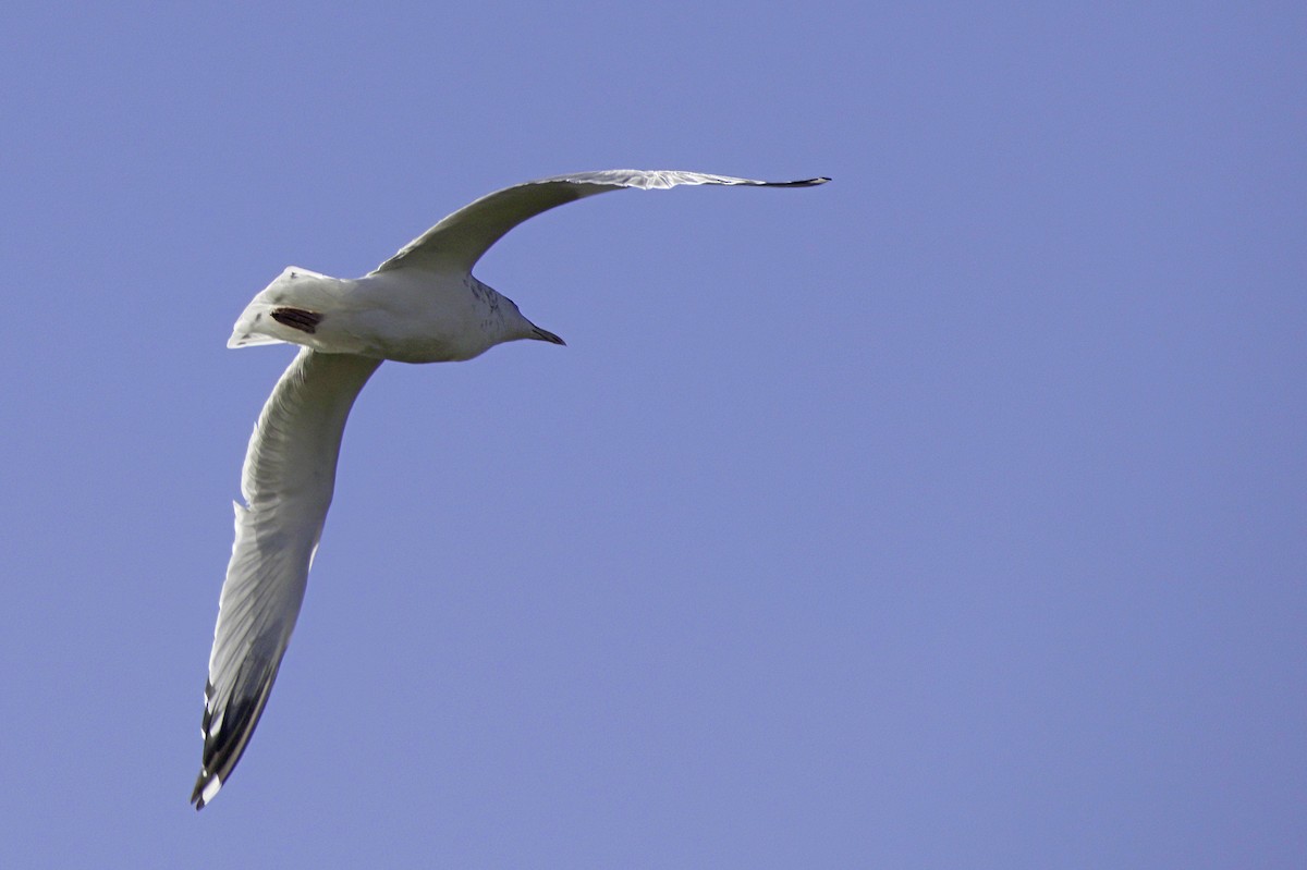 Gaviota/Gavión sp. - ML644249595