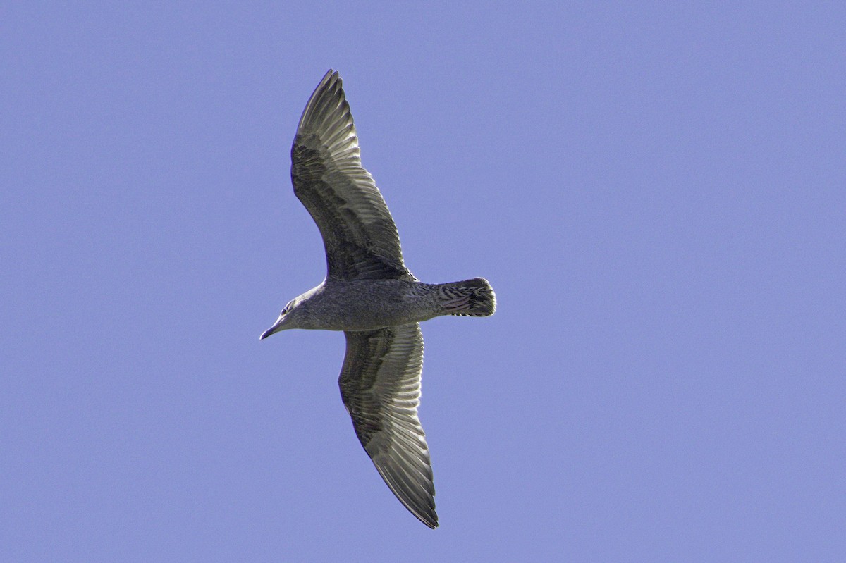 Gaviota/Gavión sp. - ML644249596