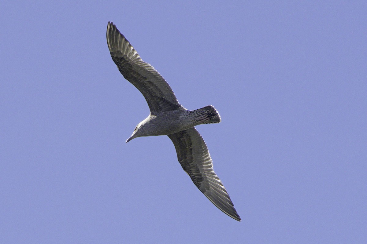 Gaviota/Gavión sp. - ML644249597