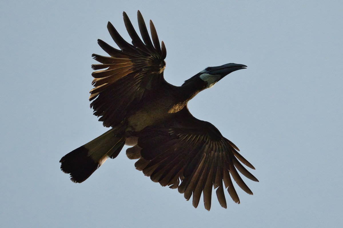 Bushy-crested Hornbill - ML644249598