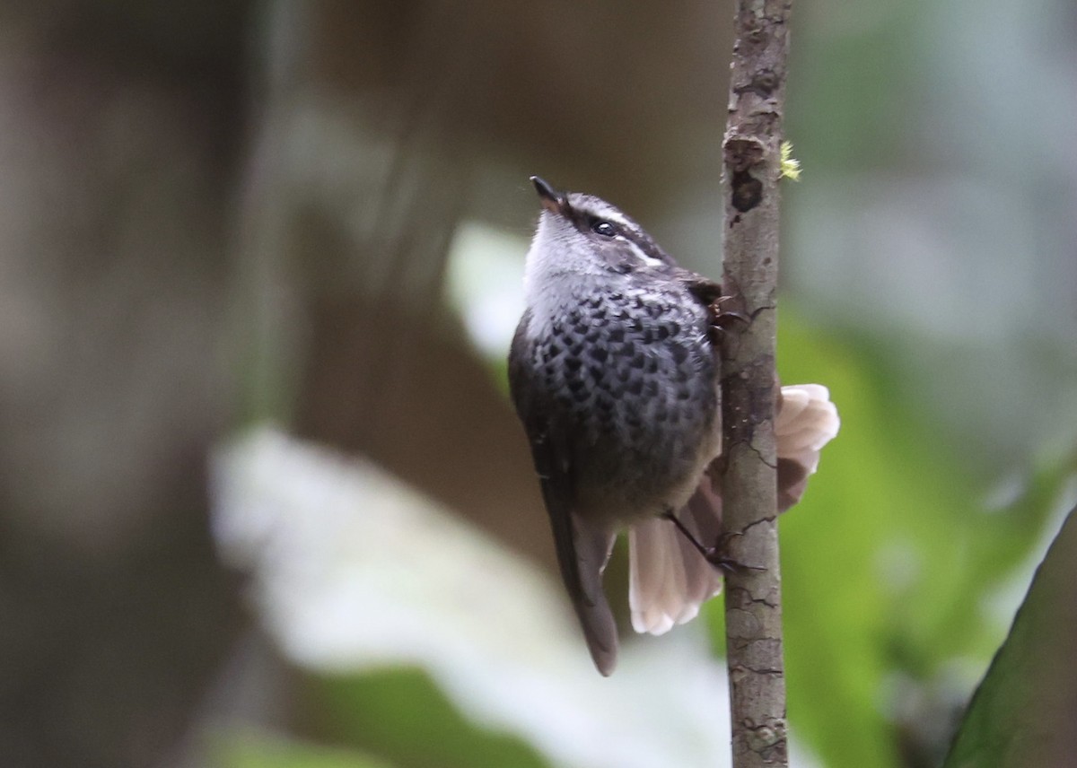 New Caledonian Streaked Fantail - ML644249601