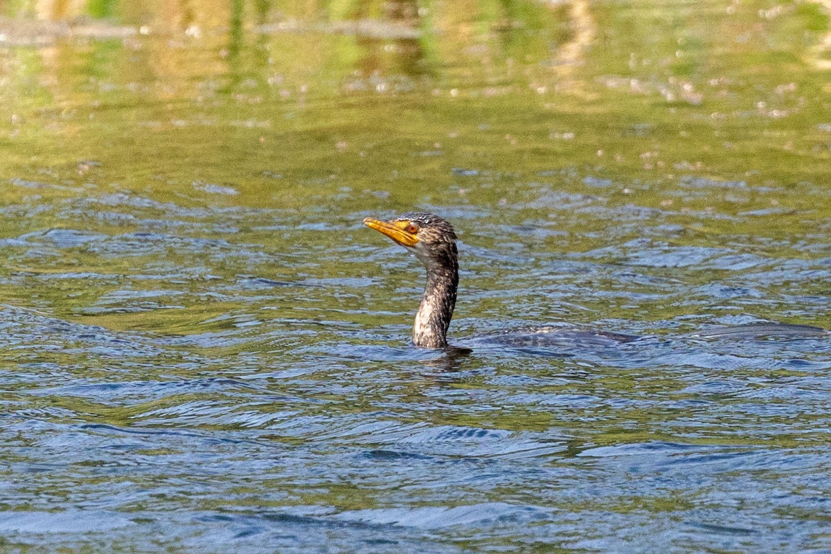 kormorán dlouhoocasý - ML644249614