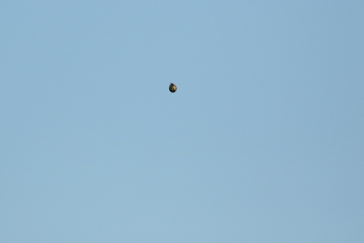 ostružka límcová - ML644249631