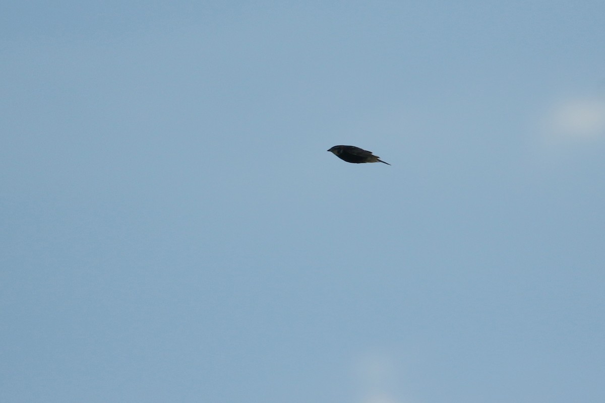 ostružka límcová - ML644249638