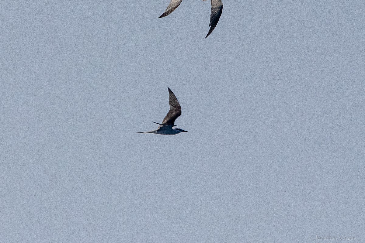 Sterne bridée - ML644249639