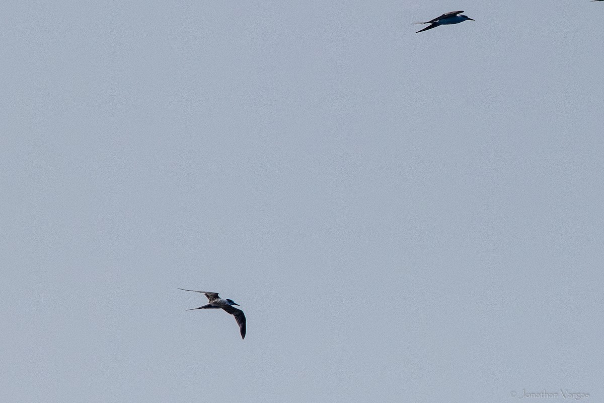 Sterne bridée - ML644249640