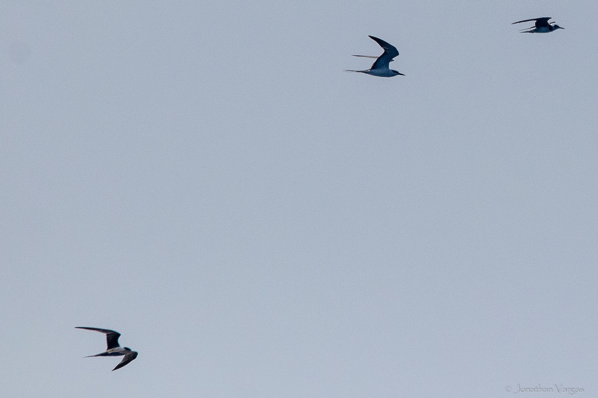 Sterne bridée - ML644249641