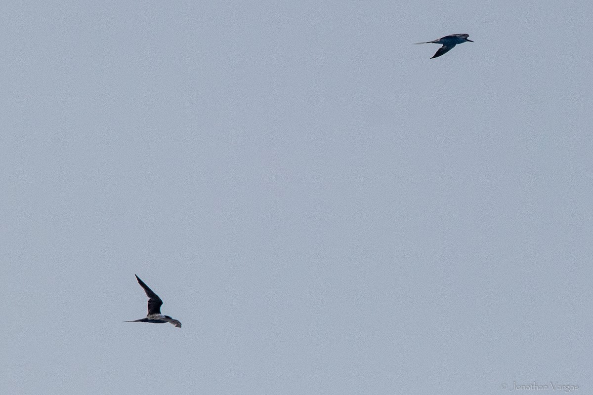 Sterne bridée - ML644249642