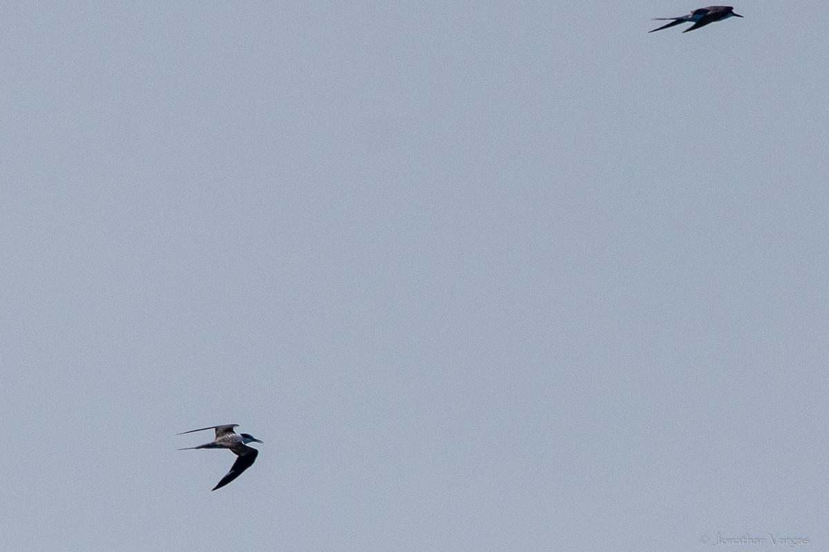 Sterne bridée - ML644249643