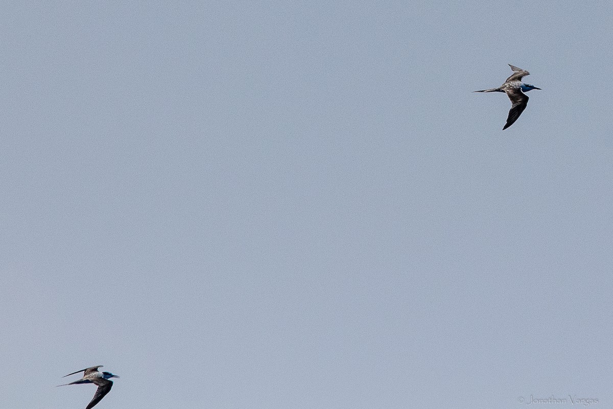 Sterne bridée - ML644249644