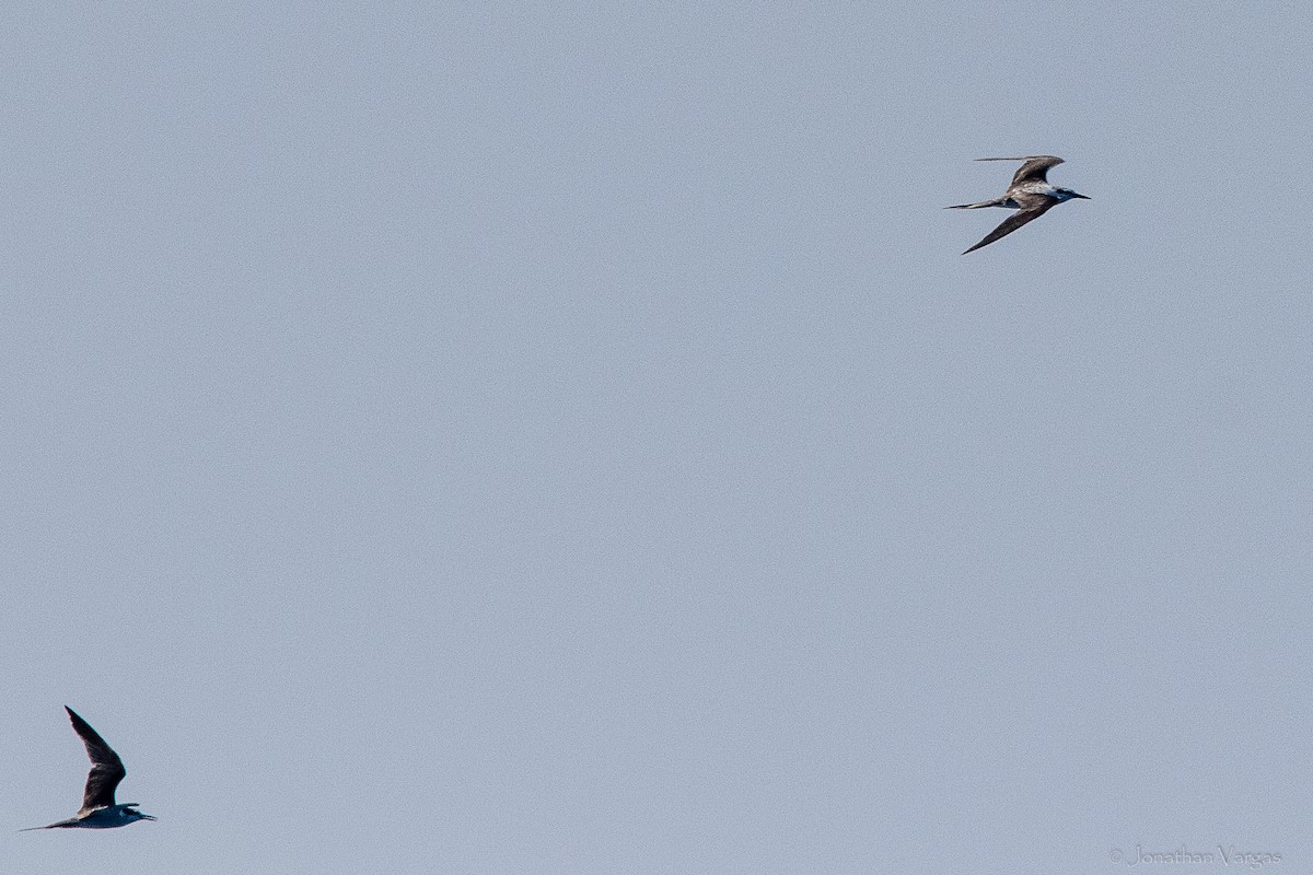 Sterne bridée - ML644249645