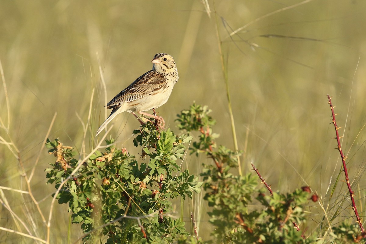 Bairdammer - ML644249646