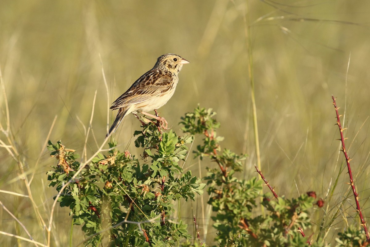 Bairdammer - ML644249649