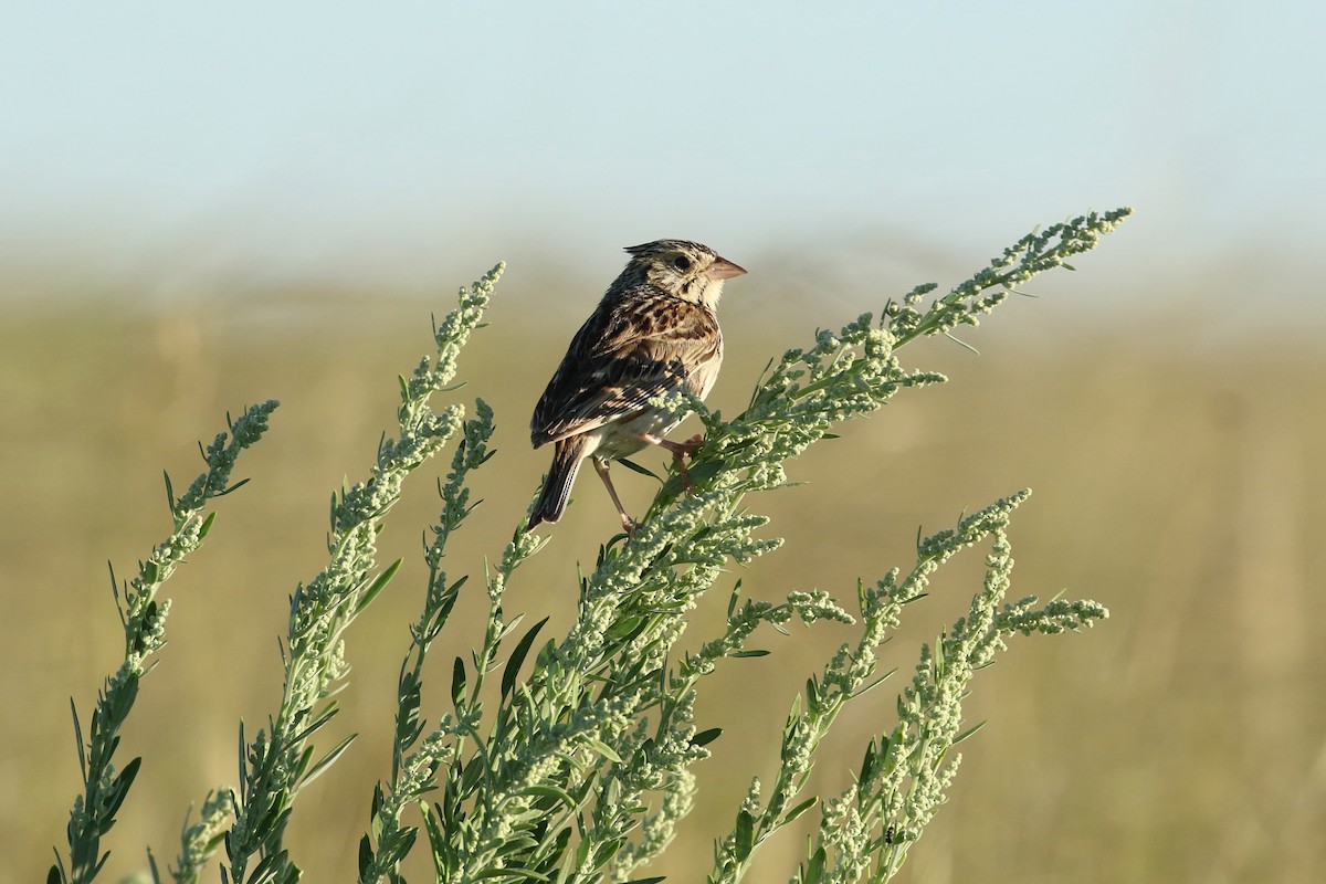 Bairdammer - ML644249651