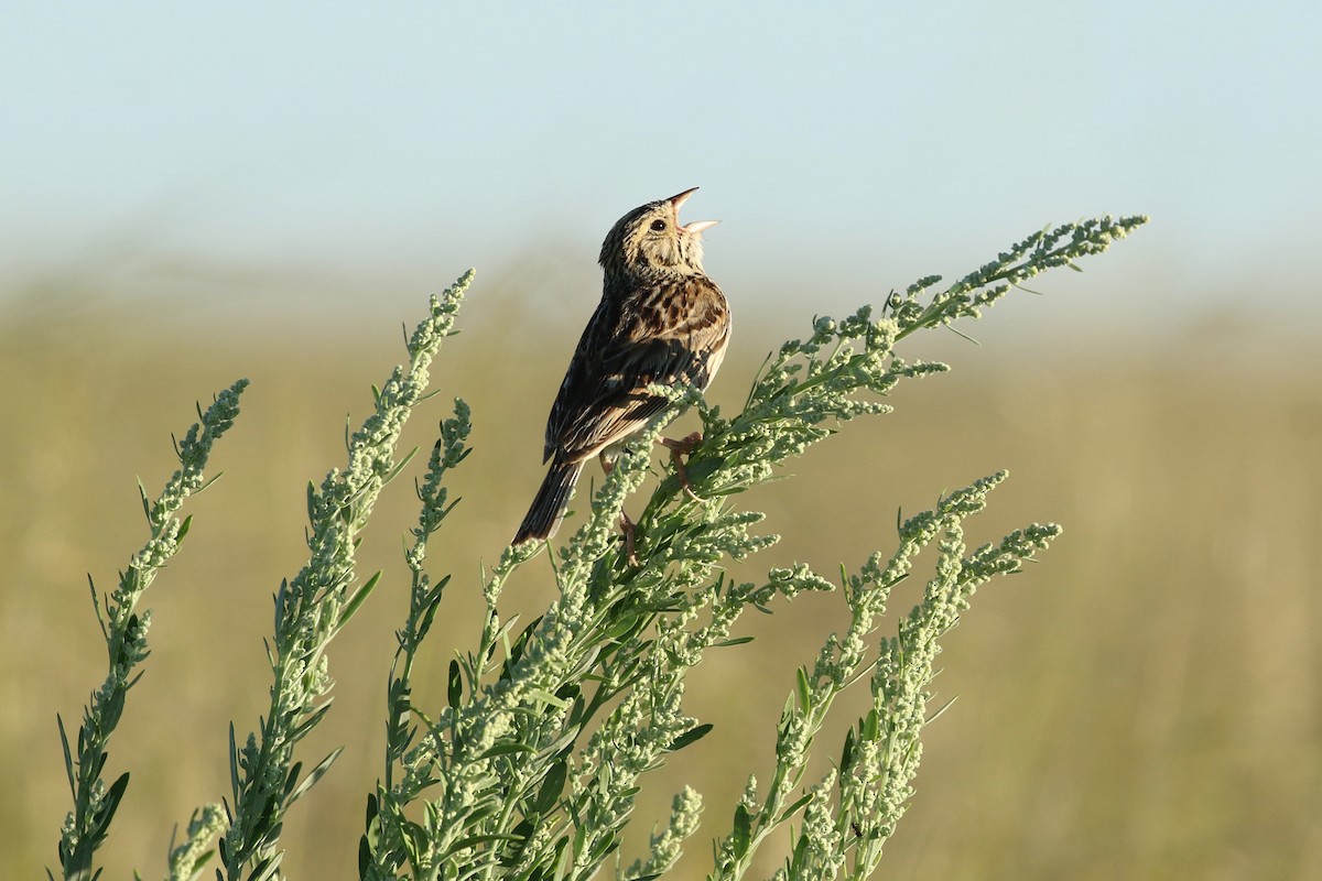 Bairdammer - ML644249655