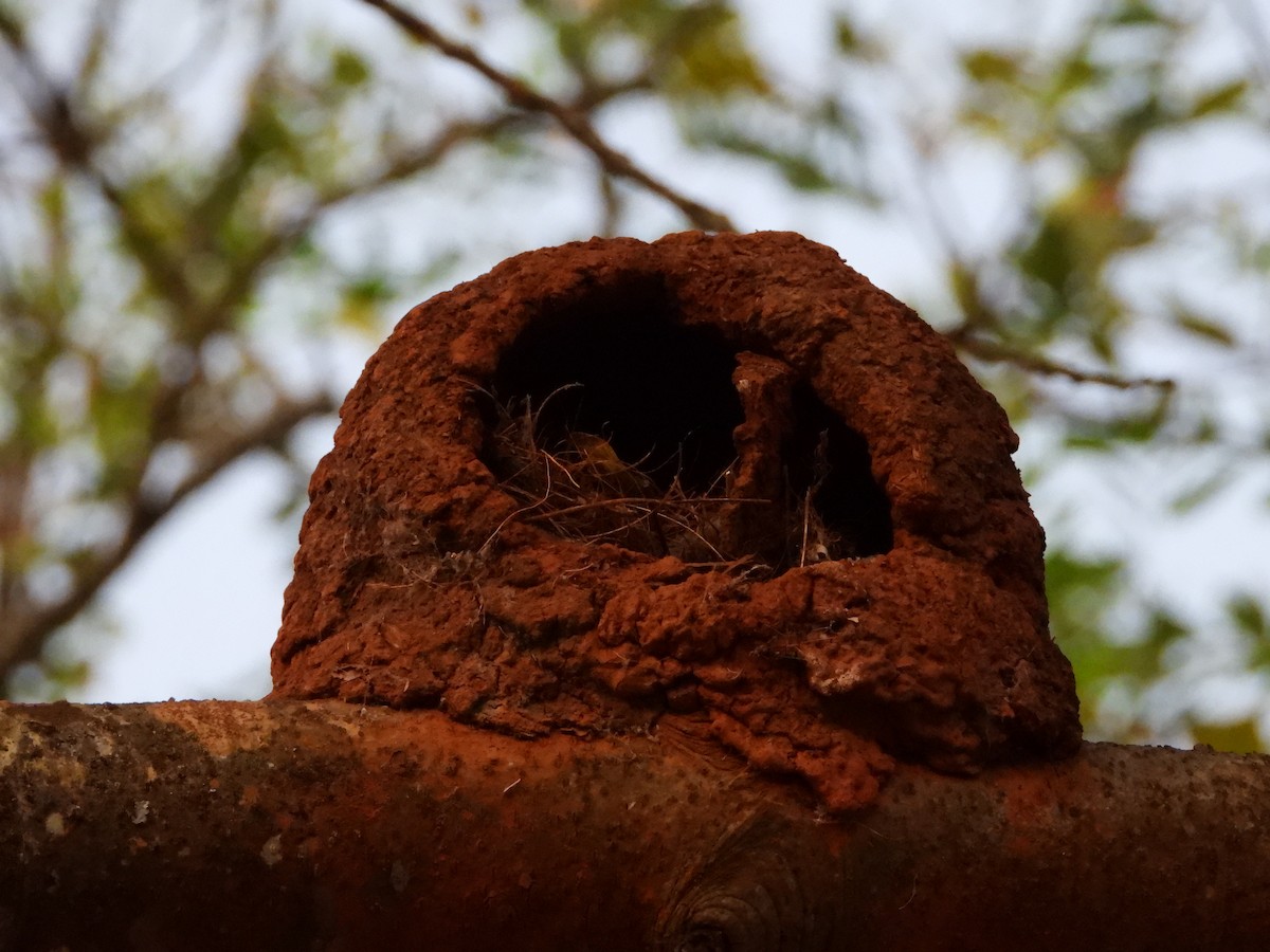 Rufous Hornero - ML644249657