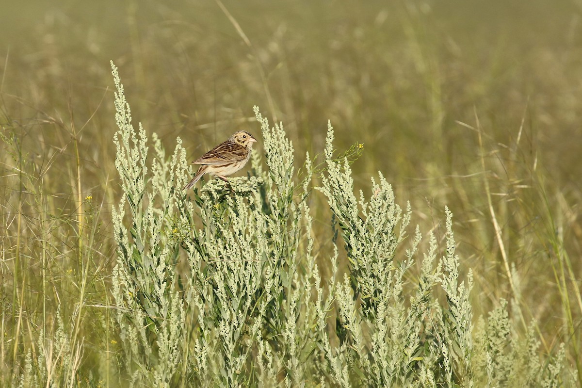 Bairdammer - ML644249659