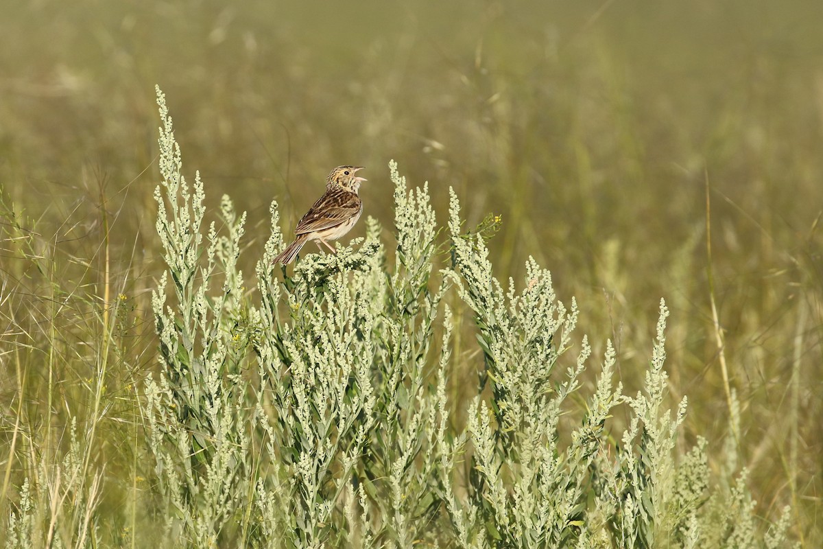 Bairdammer - ML644249668