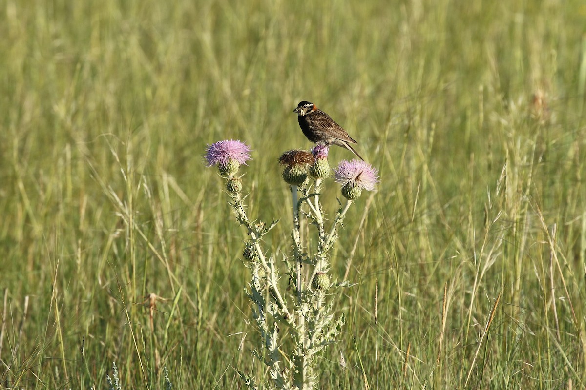 ostružka límcová - ML644249673