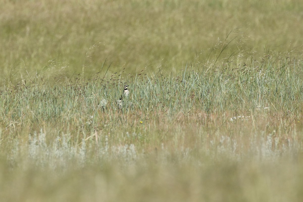 skřivan ouškatý - ML644249676