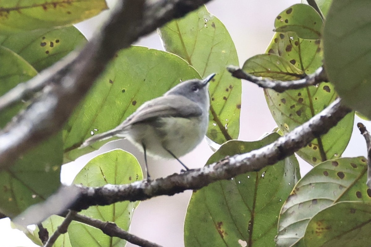 Fan-tailed Gerygone - ML644249678