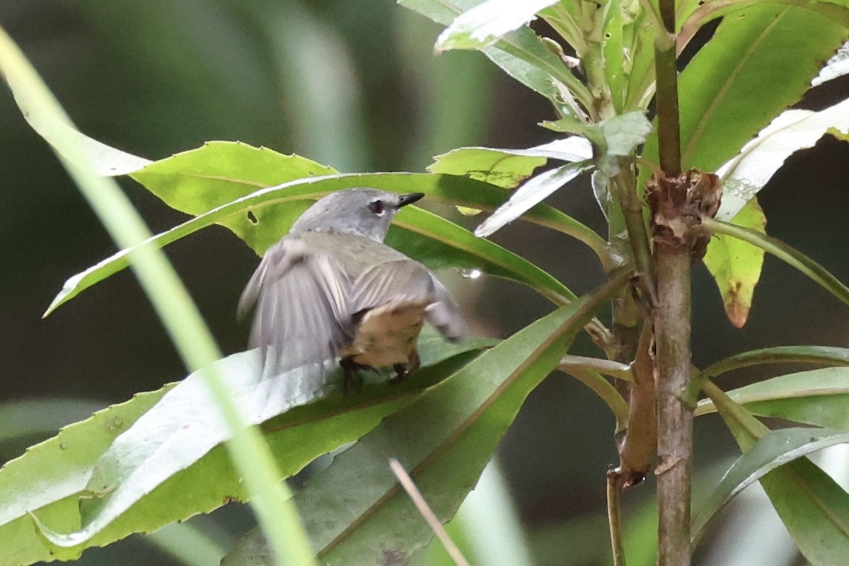 Fan-tailed Gerygone - ML644249679