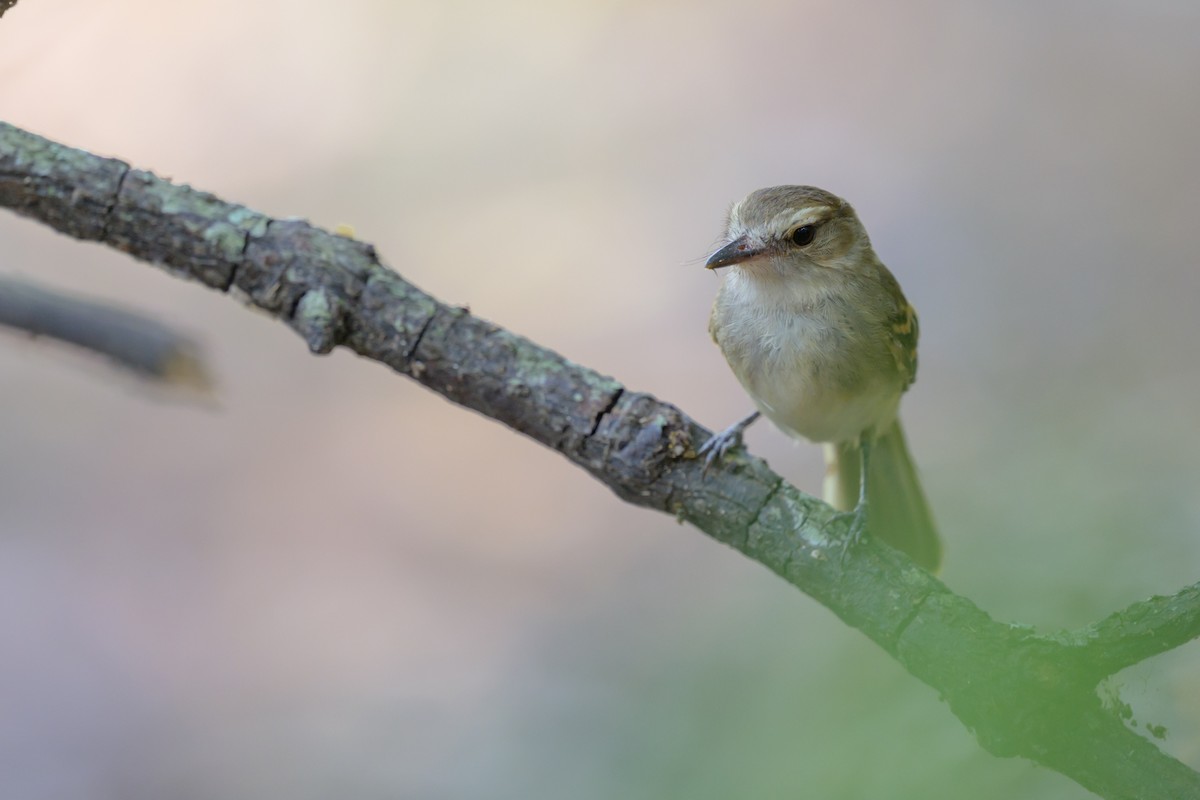Fuscous Flycatcher - ML644249696