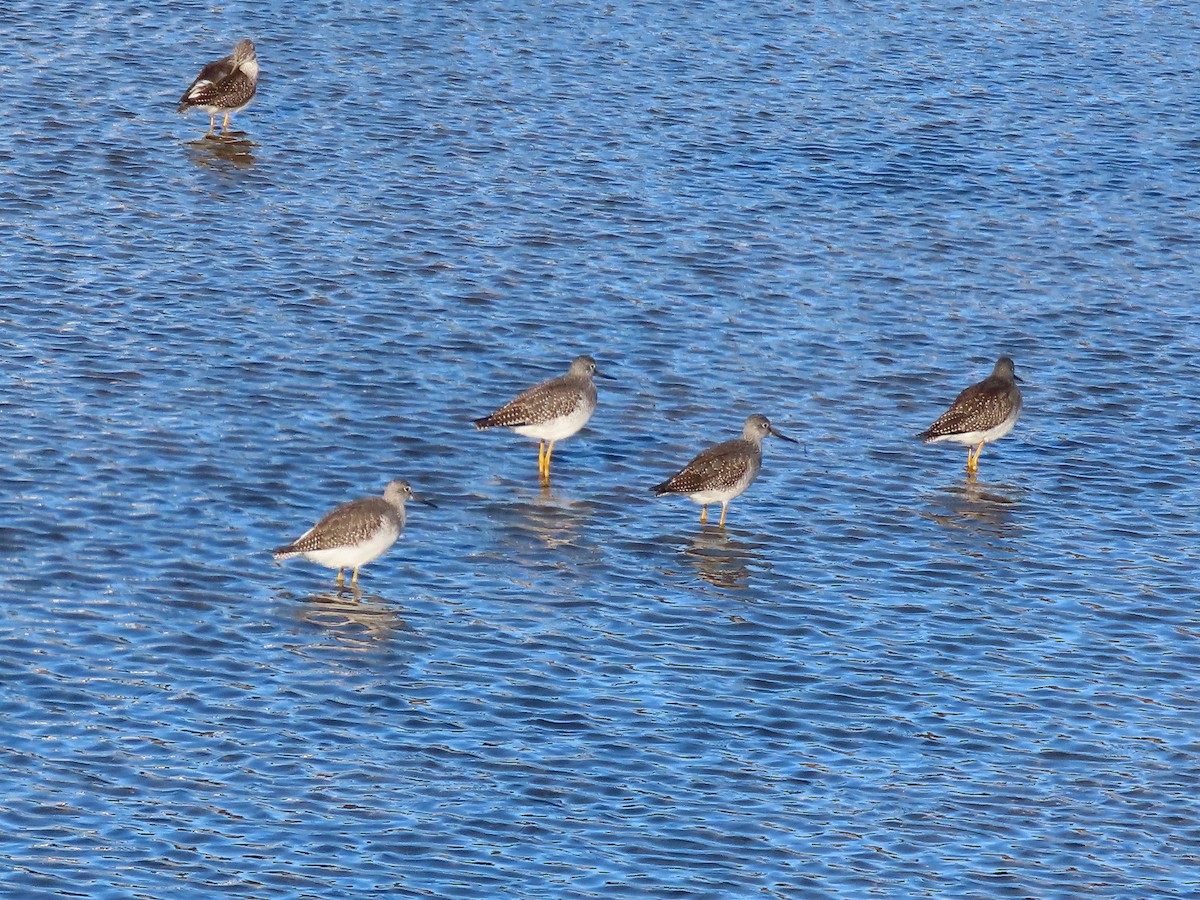 Greater Yellowlegs - ML644249700