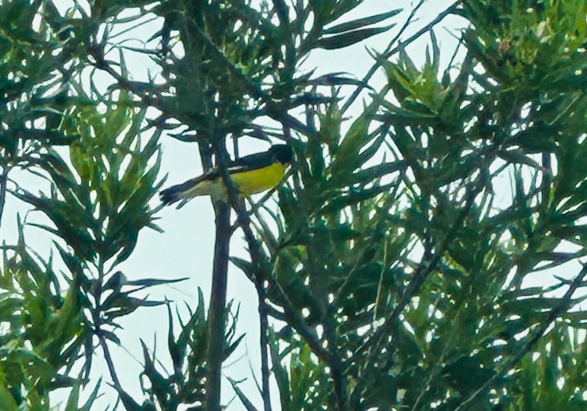 Lesser Goldfinch - ML644249716