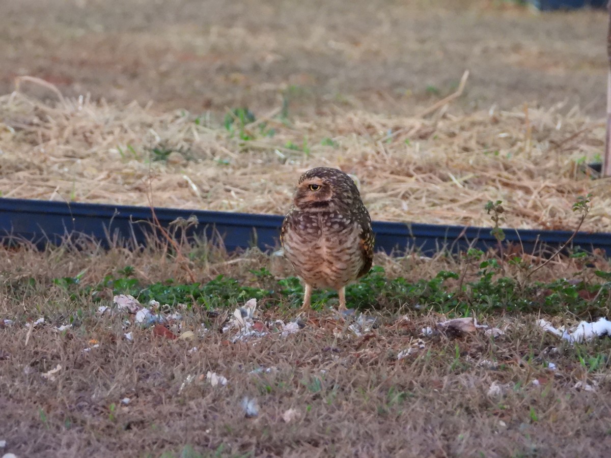 Burrowing Owl - ML644249718