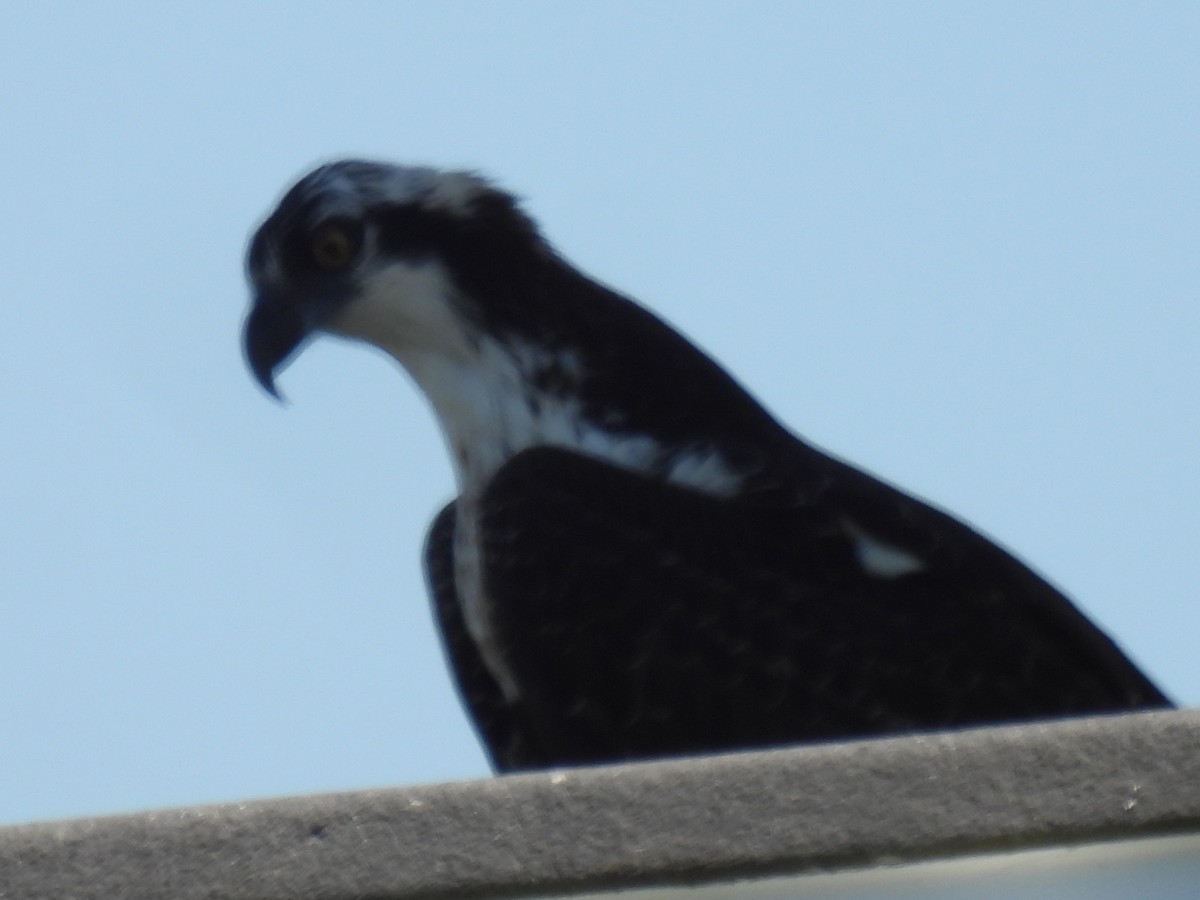 Osprey - ML644249725