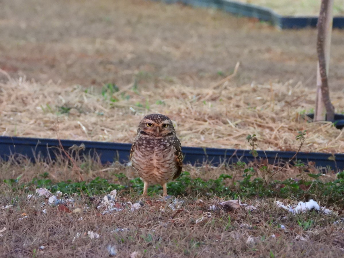 Burrowing Owl - ML644249730