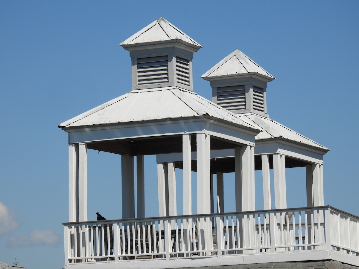 Osprey - ML644249731