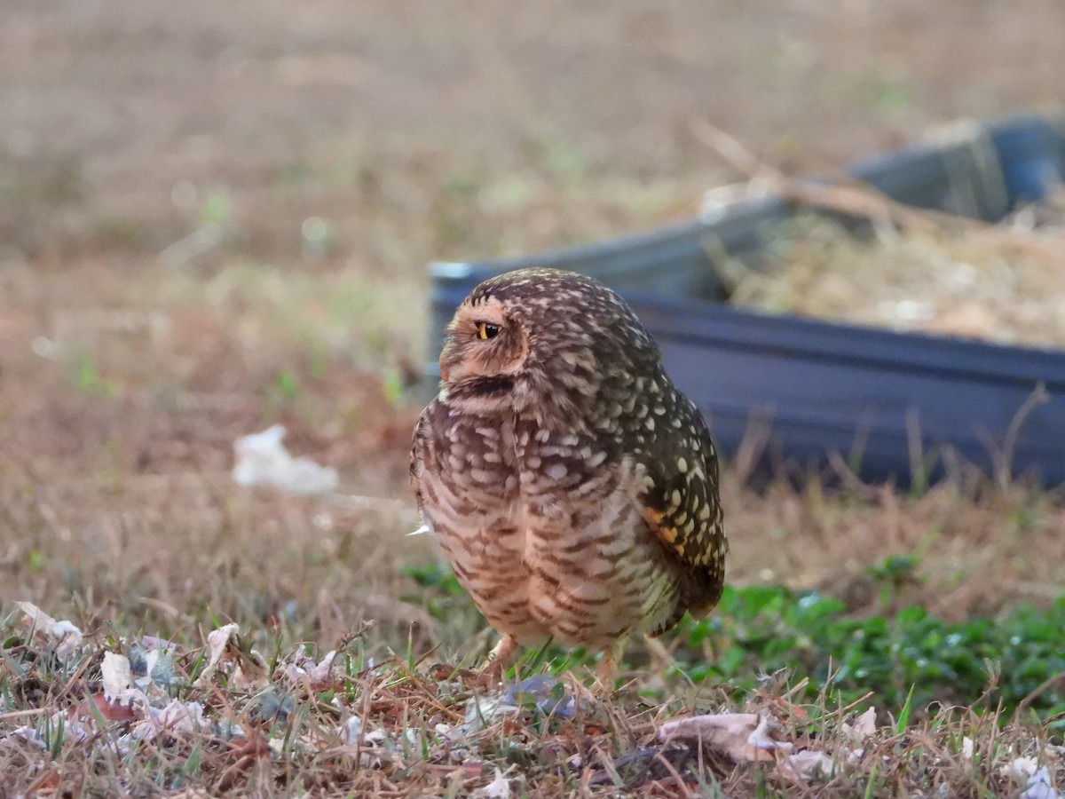 Burrowing Owl - ML644249738