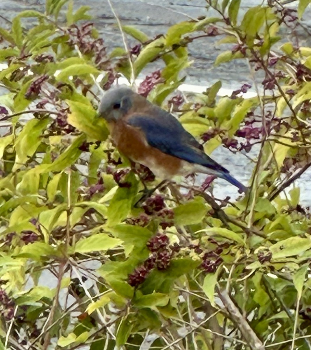 Azulejo Oriental - ML644249740