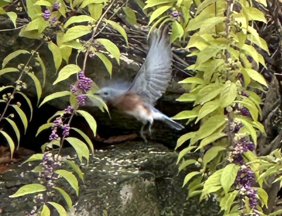 Azulejo Oriental - ML644249741