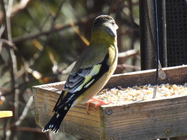 Evening Grosbeak - ML644249742