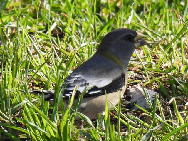 Evening Grosbeak - ML644249743