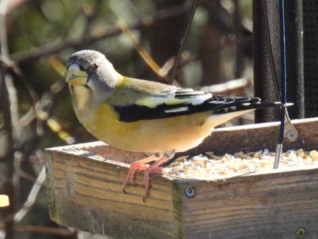 Evening Grosbeak - ML644249744