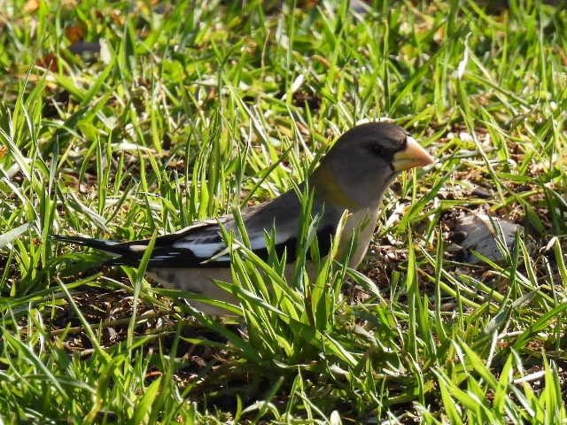 Evening Grosbeak - ML644249746