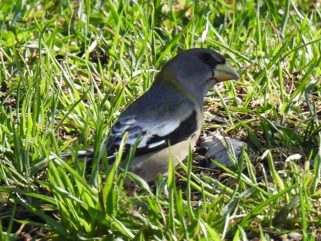 Evening Grosbeak - ML644249747