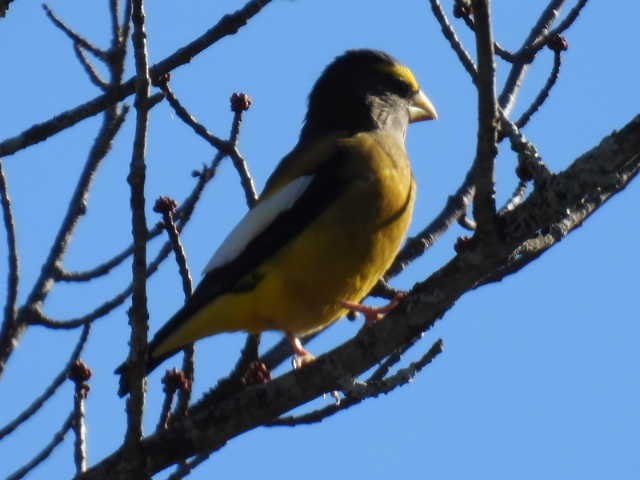 Evening Grosbeak - ML644249748