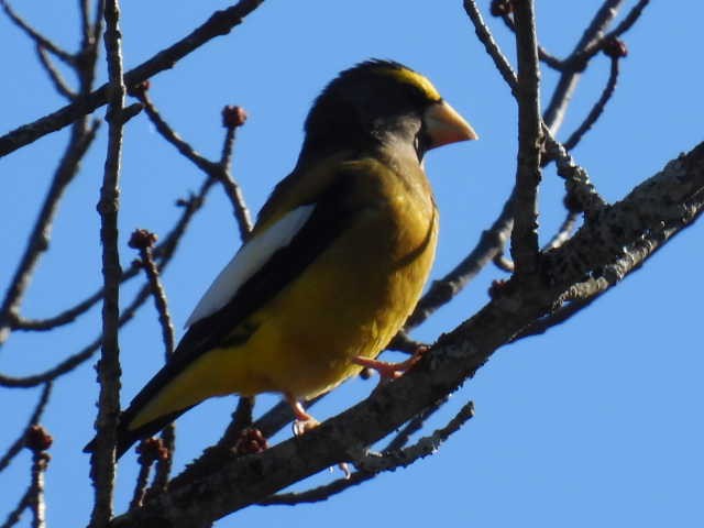 Evening Grosbeak - ML644249749