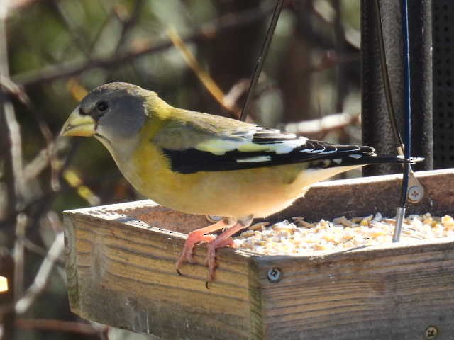 Evening Grosbeak - ML644249750